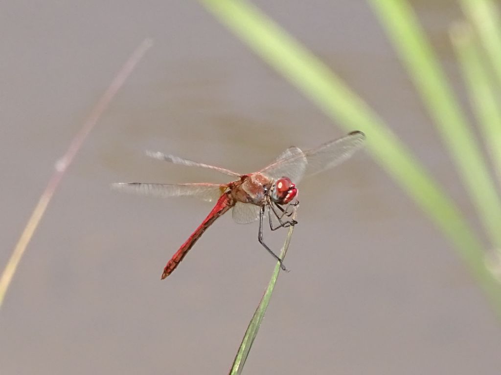 Aiuto ID: Sympetrum? S. fonscolombii